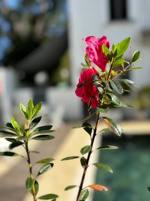 Charmant T4 Avec Vue Piscine กรองด์เบย์ ภายนอก รูปภาพ